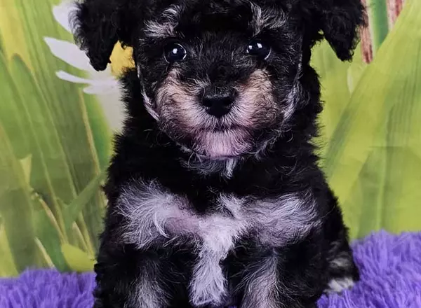 Toy Poodle - Royce
