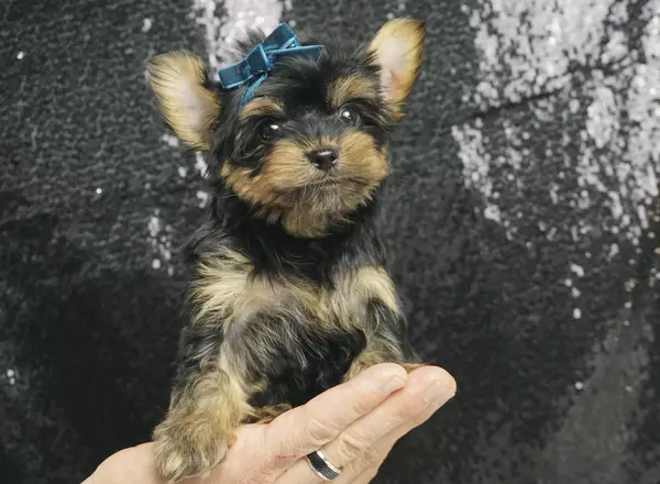 Yorkshire Terrier - Pudding
