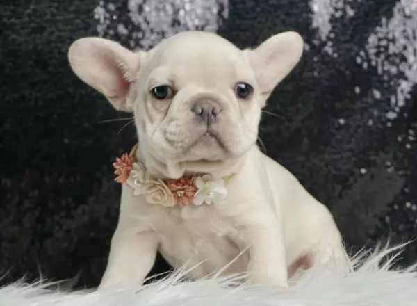 French Bulldog - Laceygirl