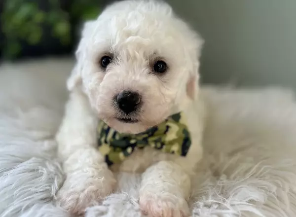 Bichon Frise - Ralphie