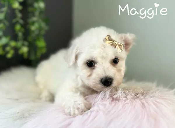 Bichon Frise - Maggie