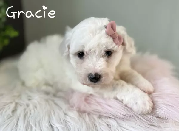 Bichon Frise - Gracie