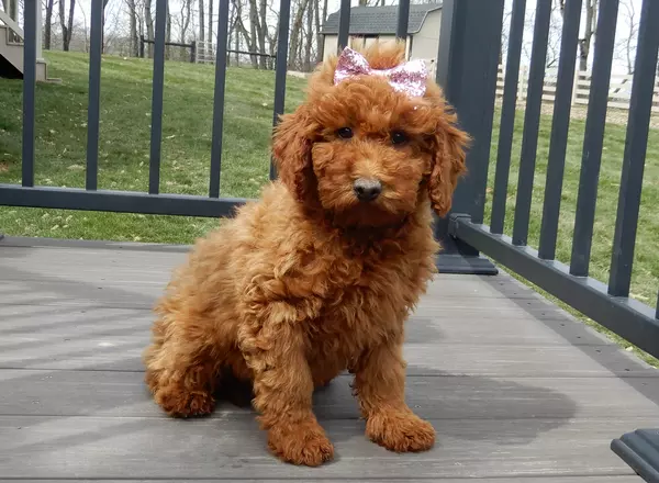 Cavapoo - Hazel