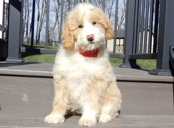 Mini Aussiedoodle - Cuddles