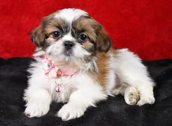 Shih Tzu - Snowball