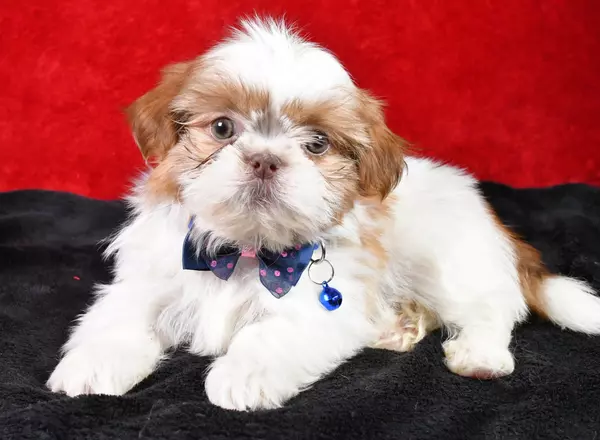 Shih Tzu - Sparky