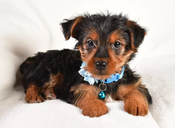 Yorkshire Terrier - Cassie