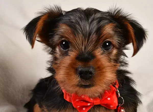 Yorkshire Terrier - Charlie