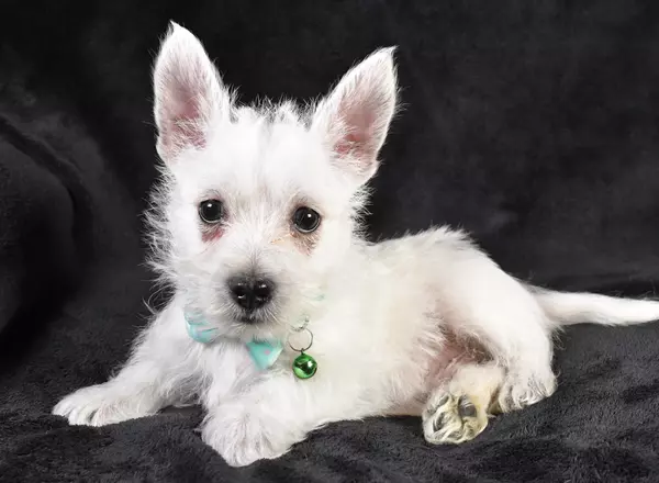 West Highland White Terrier - Flicker