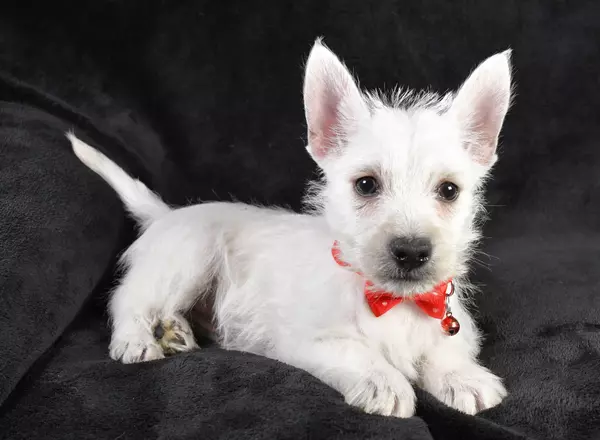 West Highland White Terrier - Fireball