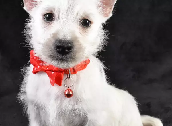 West Highland White Terrier - Fireball