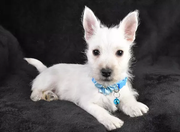 West Highland White Terrier - Flower