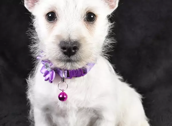 West Highland White Terrier - Fluffy