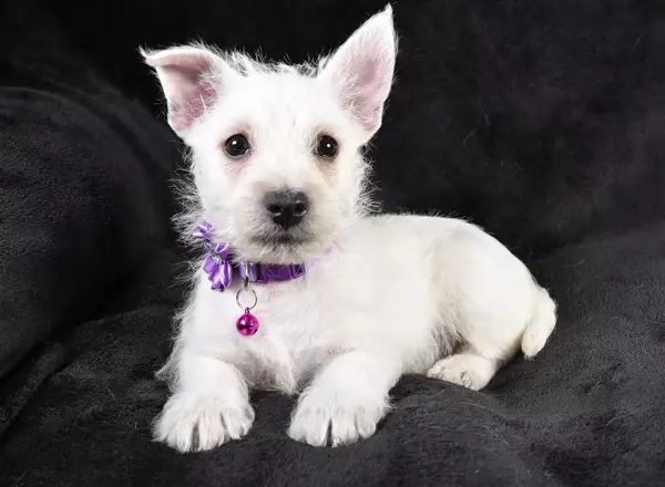 West Highland White Terrier - Fluffy