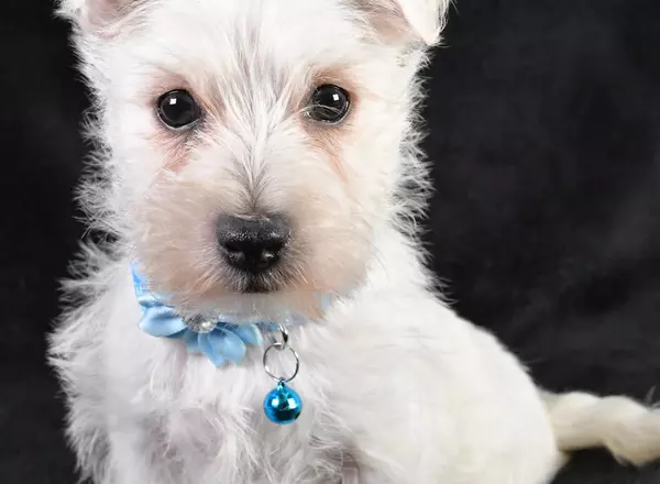 West Highland White Terrier - Frosty