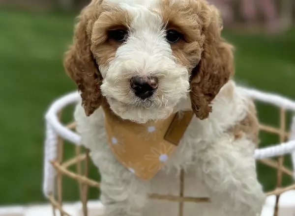 Mini Goldendoodle - Rainbow