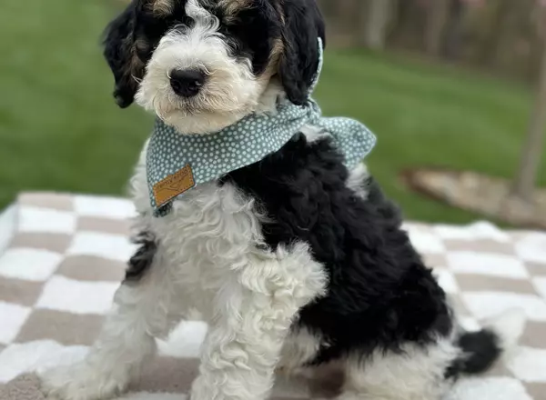 Bernedoodle - Standard - Moss