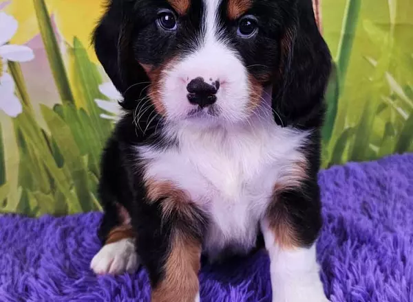 Mini Bernese Mountain Dogs - Maddox