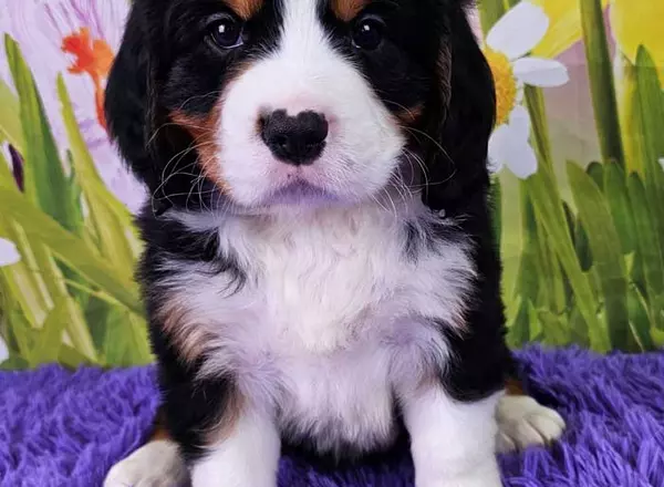 Mini Bernese Mountain Dogs - Major