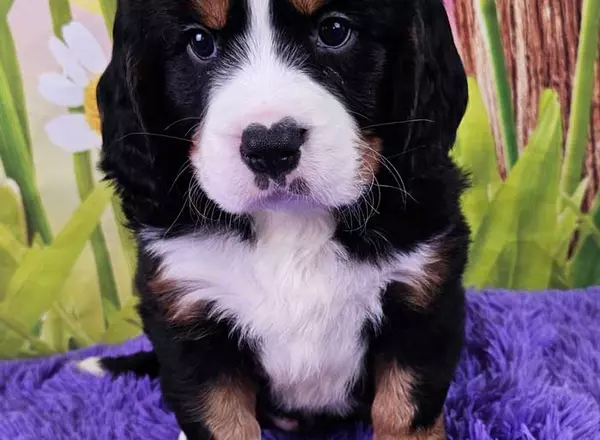 Mini Bernese Mountain Dogs - Malcolm