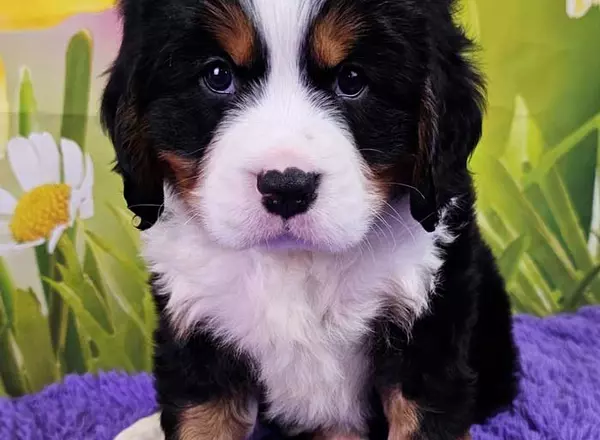 Mini Bernese Mountain Dogs - Marco