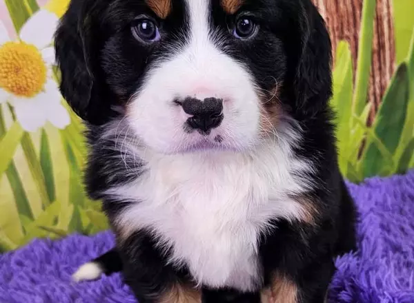 Mini Bernese Mountain Dogs - Maverick