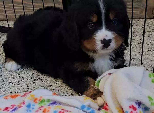 Mini Bernese Mountain Dogs - Monty