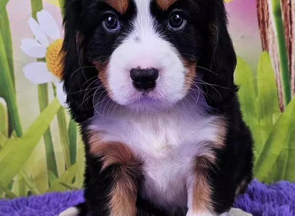 Mini Bernese Mountain Dogs - Mabel