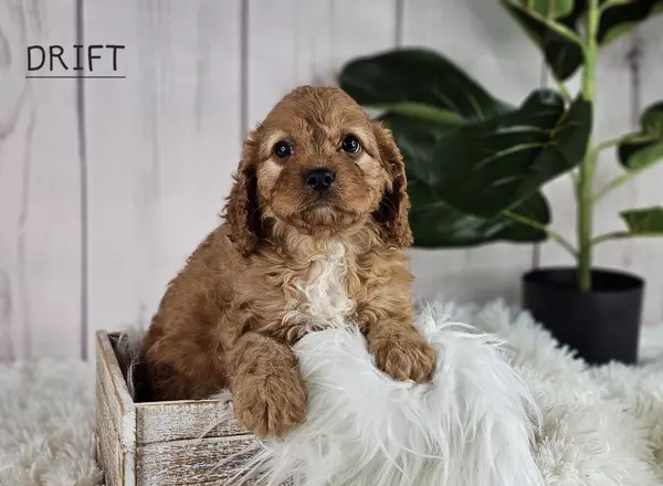 Cavapoo - DRIFT