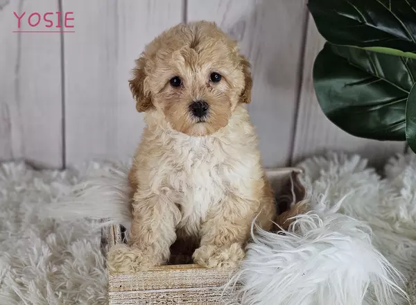 Maltipoo - YOSIE