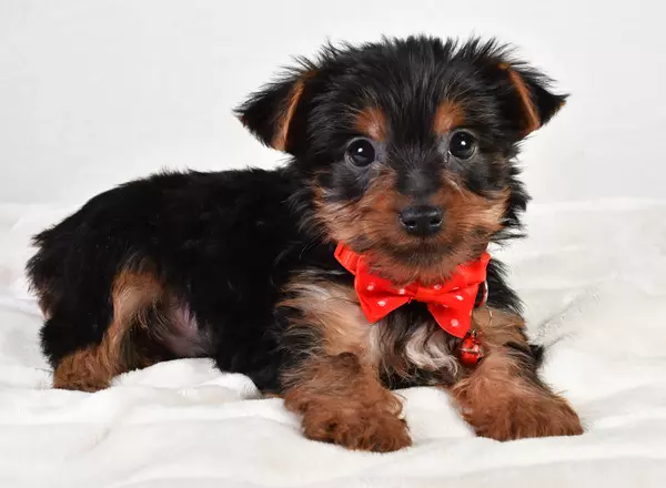 Yorkshire Terrier - Luke