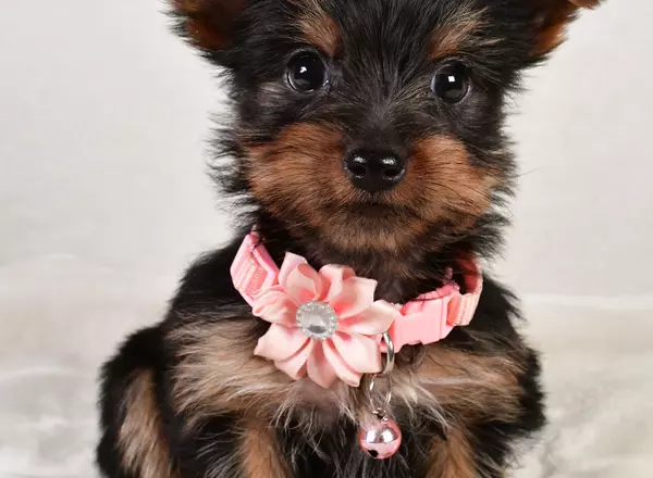 Yorkshire Terrier - Lady