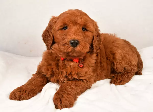 Mini Labradoodle - Smokey