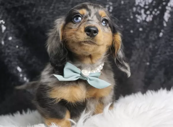 Dachshund - Rockyroo