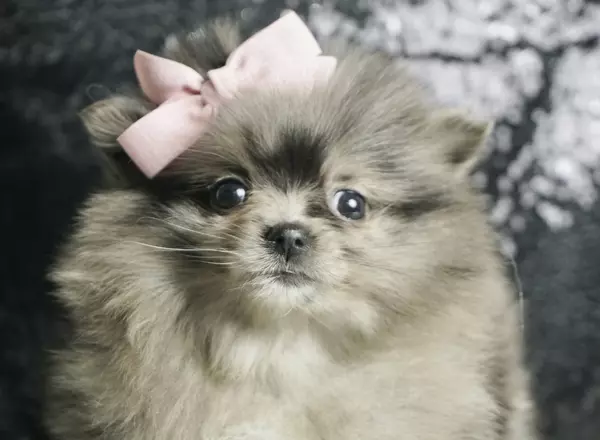 Pomeranian - Squishy Sparkles