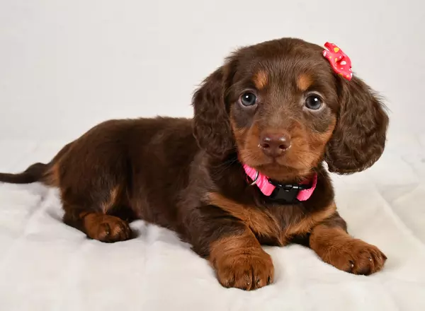 Miniature Dachshund - Dixie