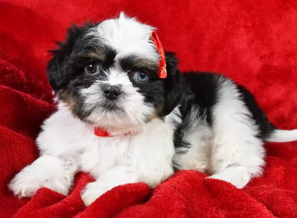 Shih Tzu - Lucky