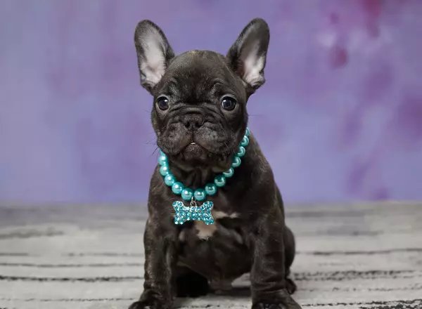 French Bulldog - ORLANDO