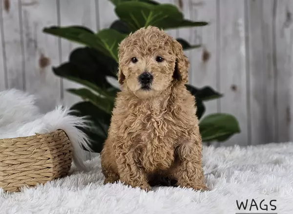 Mini Goldendoodle - WAGS