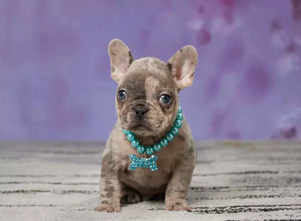 French Bulldog - QUINN