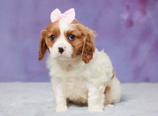 Cavalier King Charles Spaniel - REMI