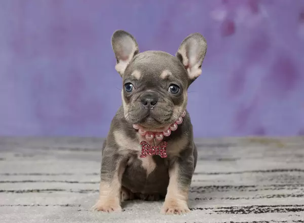 French Bulldog - PARIS