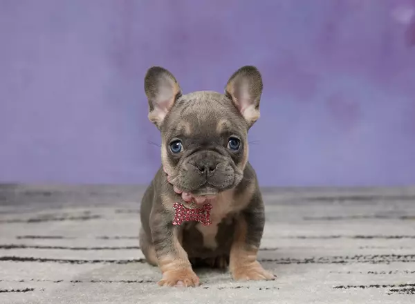 French Bulldog - PAIGE