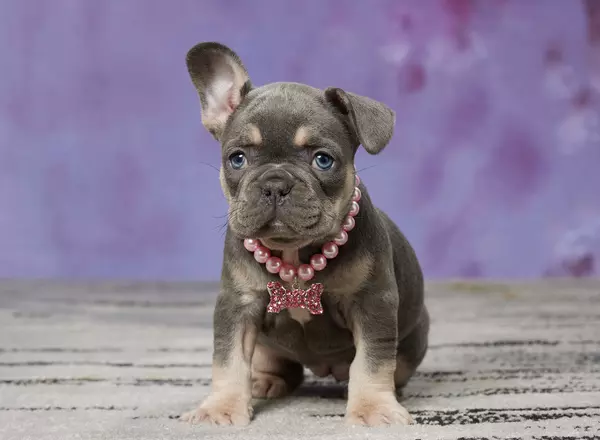 French Bulldog - PEARL