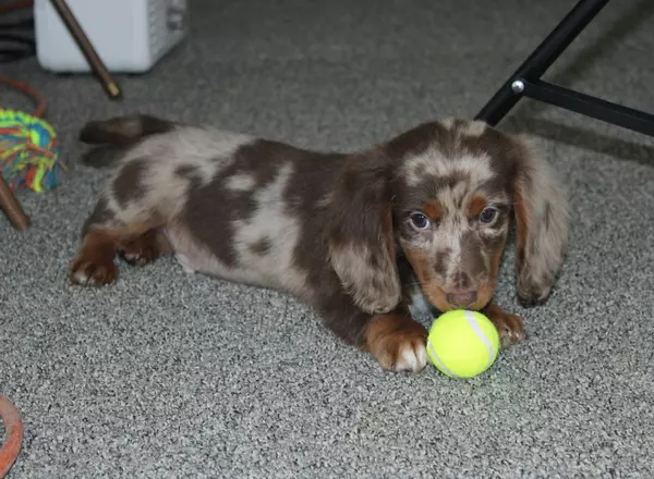 Miniature Dachshund - Imanuel