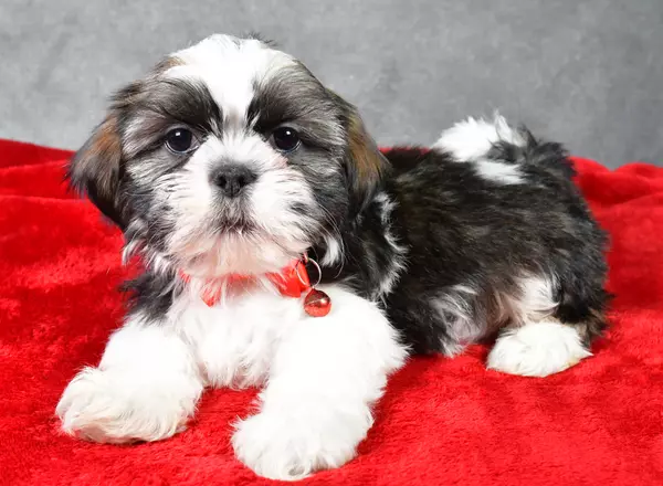 Shih Tzu - Parker