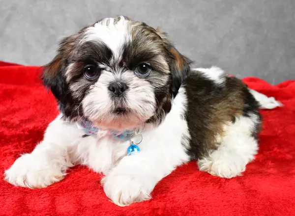 Shih Tzu - Peter