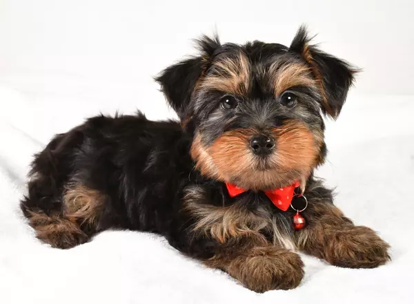 Yorkshire Terrier - Aim