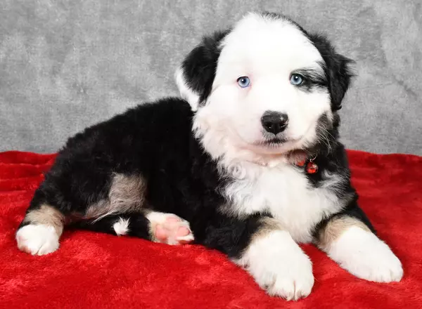 Miniature Australian Shepherd - Ritz