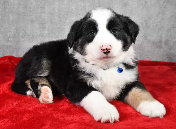 Miniature Australian Shepherd - Rascal